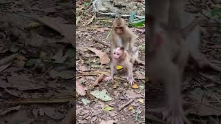 Cute sister RAINBOW care little baby monkey LEO Libbys family shorts [upl. by Ayekehs]