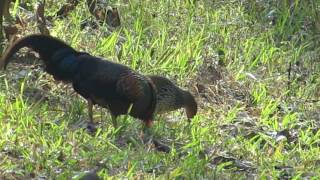 jungle fowlGrey Jungle fowl Birdfeeding കാട്ടുകോഴി காட்டு கோழி Birds of Kerala Birds of India [upl. by Eniamert]