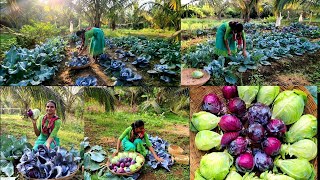 முட்டைக்கோஸ் அறுவடை🤩 Amazing purple cabbage harvesting in our farmEasy way to Growing vegetables 🌱🌱 [upl. by Nnyletak957]