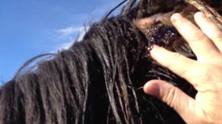 Horse Injury treatment  Mr T Head Swelling PT 3 Catching amp Doctoring  Rick Gore Horsemanship [upl. by Junko]