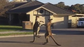 Kangaroo Street Fight In Australia  TODAY [upl. by Akel726]