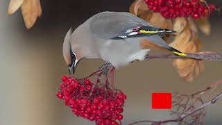 How does Bohemian Waxwing sound Song  Voice Chatter Calls amp Chirping [upl. by Brant]