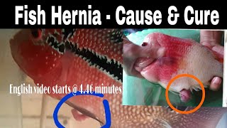 fish hernia cause and cure [upl. by Rosalee774]