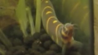 PREGNANT Kuhli loach behaviour  Though may just be fat [upl. by Meehyrb580]