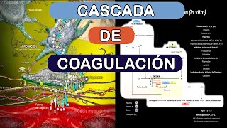 Cascada de coagulación in vivo in vitro [upl. by Ver]