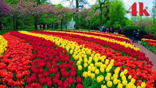 Keukenhof Garden 2023  Tulips in Full Bloom  4k [upl. by Margit]