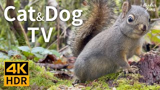 Cat and Dog TV 4K HDR Tiny Barking Squirrel and Cute Birds  10bit Color [upl. by Placeeda]