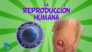 LA REPRODUCCION HUMANA  Videos Educativos para Niños [upl. by Aedni917]