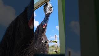 Why is the cassowary considered the most dangerous bird in the world cassowary birds animals [upl. by Ykcor]