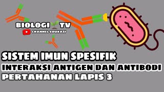 sistem imun spesifik interaksi antigen dan antibodi  sistem pertahanan lapis ke 3 biologi sma [upl. by Eladnyl467]