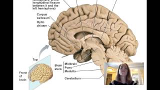 Lecture11 Central Nervous System [upl. by Yliah759]