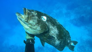 67 Ft  One Breath  One Fish  2 Hour Grouper Extraction [upl. by Eirrotal]