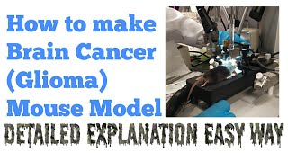 Xenograft Glioma Mouse Model Brain Cancer Model  Research Technique  Dr Abi Greek [upl. by Ahsilif277]