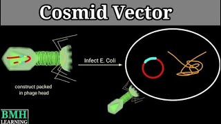 Cosmid  Biotechnology  2023 [upl. by Taddeusz]