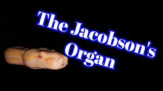 The Jacobsons Organ in Snakes [upl. by Eirrahs763]