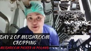 2nd OF 7DAY MUSHROOM CROPPING  MUSHROOM PICKER IN POLAND  MamayTV [upl. by Tyree202]