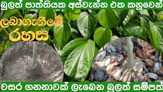 තනි ඉන්නට වසර ගනනාවක් පරිභෝජනය සඳහා සාර්ථක බුලත් රෝපණය bulath ropanaya [upl. by Nyletak]