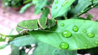 Caterpillar Drinking And Eating Leaves [upl. by Ellivro]