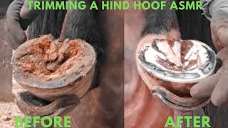 Trimming Horse Hooves Tutorial [upl. by Esertak]