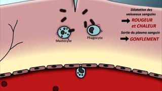 Animation Réaction inflammatoire [upl. by Airottiv]