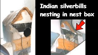 Indian silverbill birds in Nest box  Cute small birds 🐥🐤 [upl. by Finah]