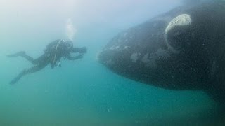 Approached by Southern Right Whales in Patagonia [upl. by Reid]