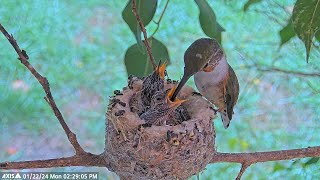 Allens hummingbird Olive feeding her 14 day old chicks Dawn and Dusk hummingbirdchick hummingbird [upl. by Ahseei993]