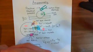 Electrophysiological Amperometry Part 3 [upl. by Ahsiatal]