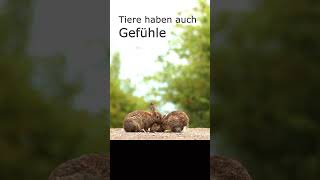 Tiere Haben Gefühle tierfotografie wildtiere nature [upl. by Aham]