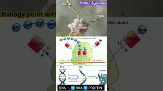 🔴 Protein Synthesis 🧬🤯🎯 biologynotes NEET  CBSE Translation [upl. by Llehcar]