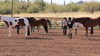 Class 3  Halter GeldingsStallions  Scottsdale Saddle Club  February Horse Show [upl. by Ita]