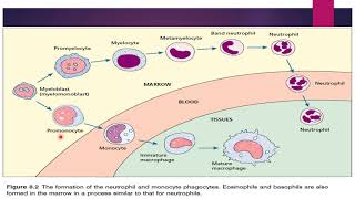 Monopoiesis amp LymphopoiesisStages of Maturation [upl. by Trebmal]