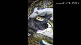 12ft tiger reticulated python eating a guinea pigmust watch [upl. by Enyawed195]