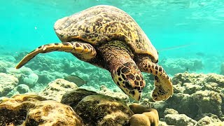 The Maldives A Snorkeling Paradise in Vilamendhoo [upl. by Elokcin]