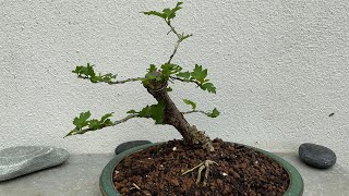 Shaping a Hibiscus syr quotDuc de Brabantquot in bonsai [upl. by Mcgray]