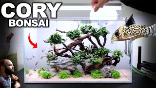 The Cory Bonsai Tree Tank w Endler Guppies [upl. by Knarf]