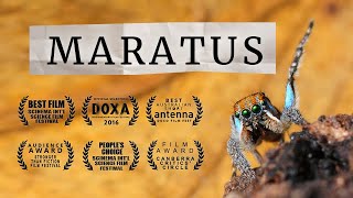 MARATUS awardwinning peacock spider documentary [upl. by Esilana]