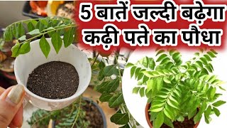 इस चीज से कड़ी पता बढ़ेगा दुगनी तेजी से  How to Make Curry Leaves Green amp Thick QuicklyFertilizer [upl. by Alleen219]