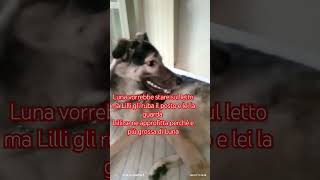 Ho una cagnolina bulletta 🤔 intrattenimento iscriviti al mio canale YouTube [upl. by Penn]