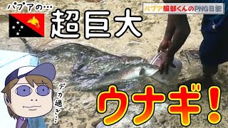 そのデカさ、ゴジラ級！？ケビエンの巨大ウナギ！！ [upl. by Yeknarf]