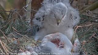 Goshawk Nest RSPB Loch Garten Scotland  Jastrzębie  🐥🌹🍀🐥🌹🍀🐥🌹🍀 Samiec dostarczył gołębia [upl. by Salohci]