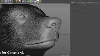 Ornatrix for Cinema 4D BETA Testing [upl. by Nerwal]