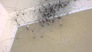 Jerry Sn3 Wilson Strange but true Daddy Long Leg spiders part 2 [upl. by Engapmahc]