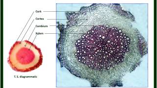 Rauwolfia root Microscopy K S Laddha ICT [upl. by Eikcid905]