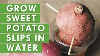 5 Tips How to Grow a Ton of Sweet Potato in One Container or Garden Bed [upl. by Jesher761]