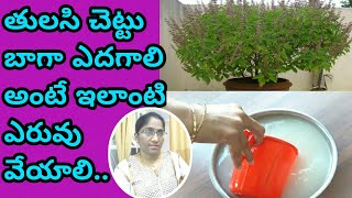 How to grow tulasi plant at homefertilizer for all plantsfertilizer for tulasi plantin telugu [upl. by Hyo]