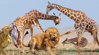 Giraffe kills lions by kicking GIRAFFE KICK LION TO DEATH LION DEFEATED BADLY [upl. by Schwarz]