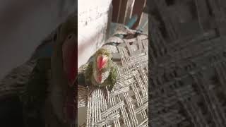 M Tota m Tota  Mithu Mithu parrot birds talkingparrot bolnewalatota [upl. by Anazus14]