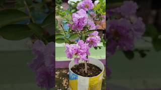 Jarul Plant  Pride of India lagerstroemia speciosa  Lythraceae [upl. by Rodmann25]