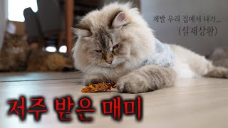 귀신 씌인 매미를 잡았나 봐요 계속 이상한 일이 일어나요ㅠㅠ 실제로 폰 깨지고 눈병 나고 [upl. by Yesnik27]